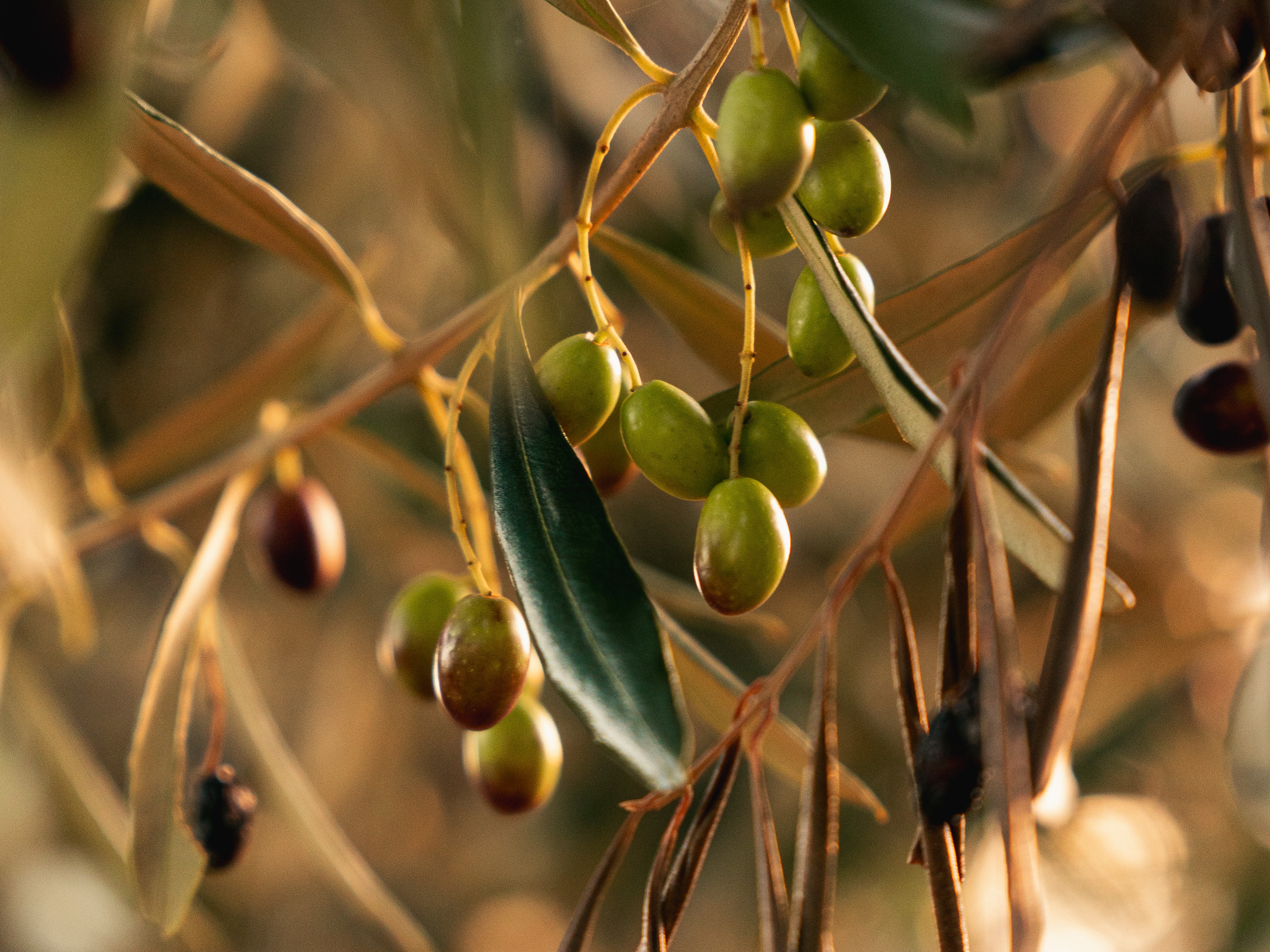 Olive grove in Puglia